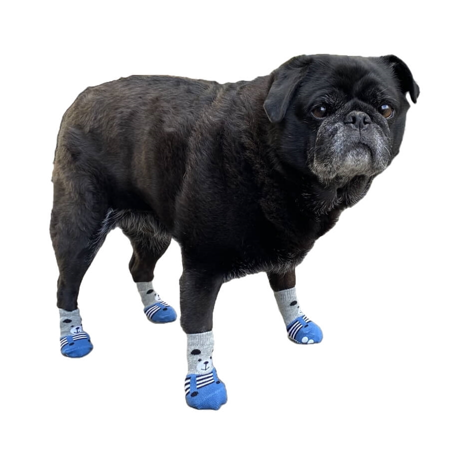 Dog Socks: The Key to Keeping Your Pup Happy and Comfortable